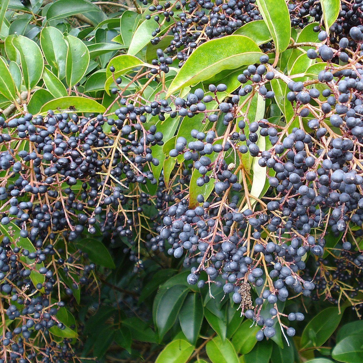 Бирючина обыкновенная Ligustrum lucidum
