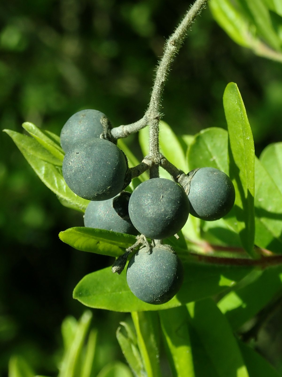 Ligustrum obtusifolium бирючина