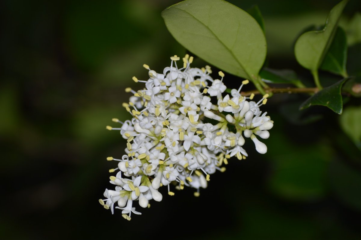 Ligustrum sinense