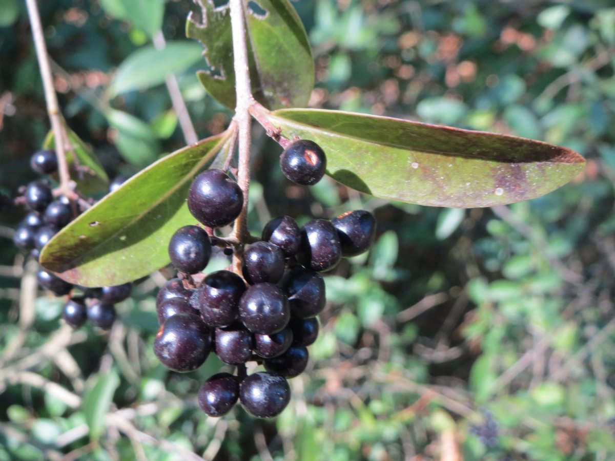 Ligustrum lucidum ягоды
