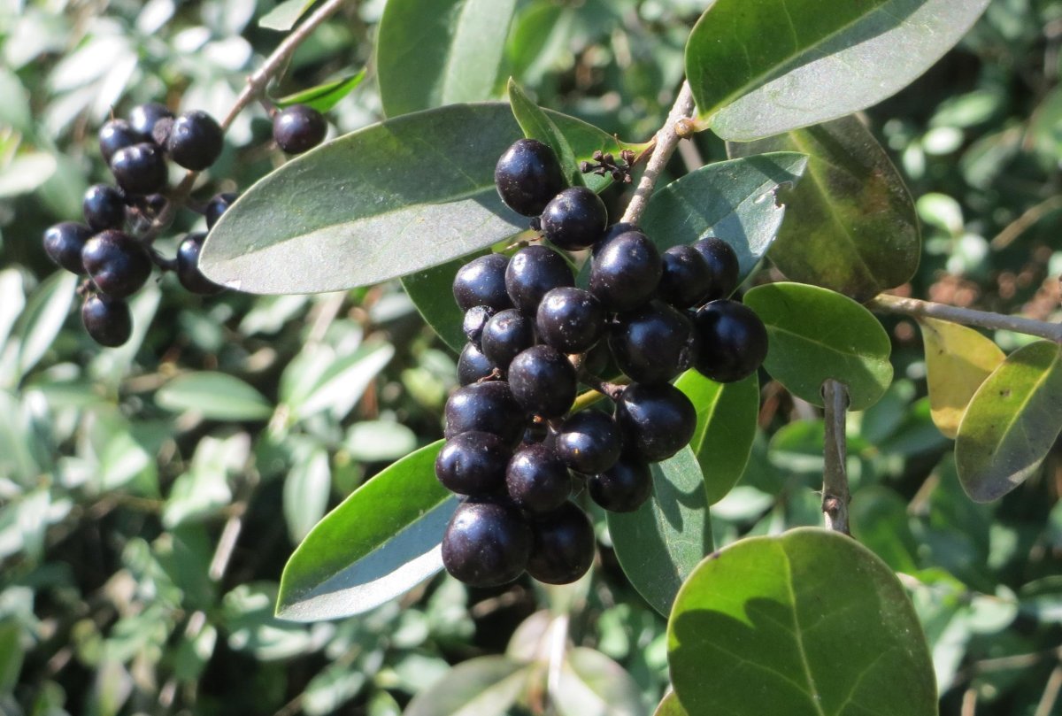 Бирючина обыкновенная (Ligustrum vulgaris)