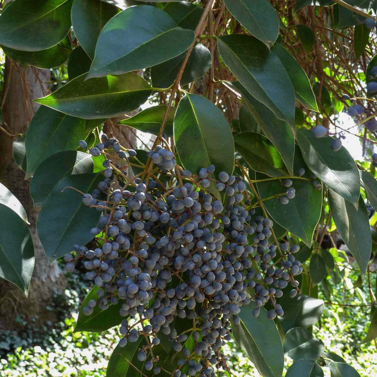 Бирючина блестящая – Ligustrum lucidum ait.