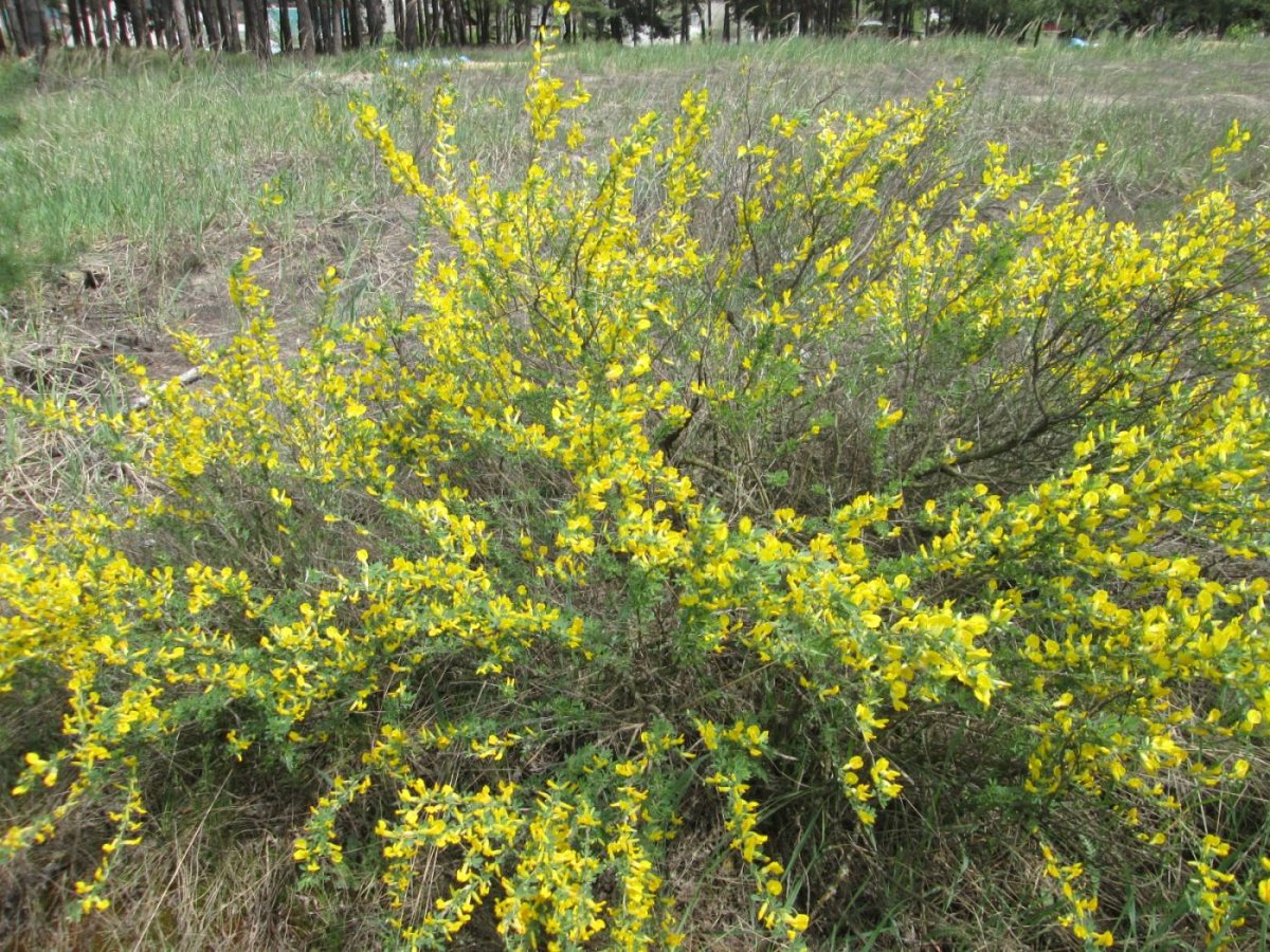 Ракитник в Крыму