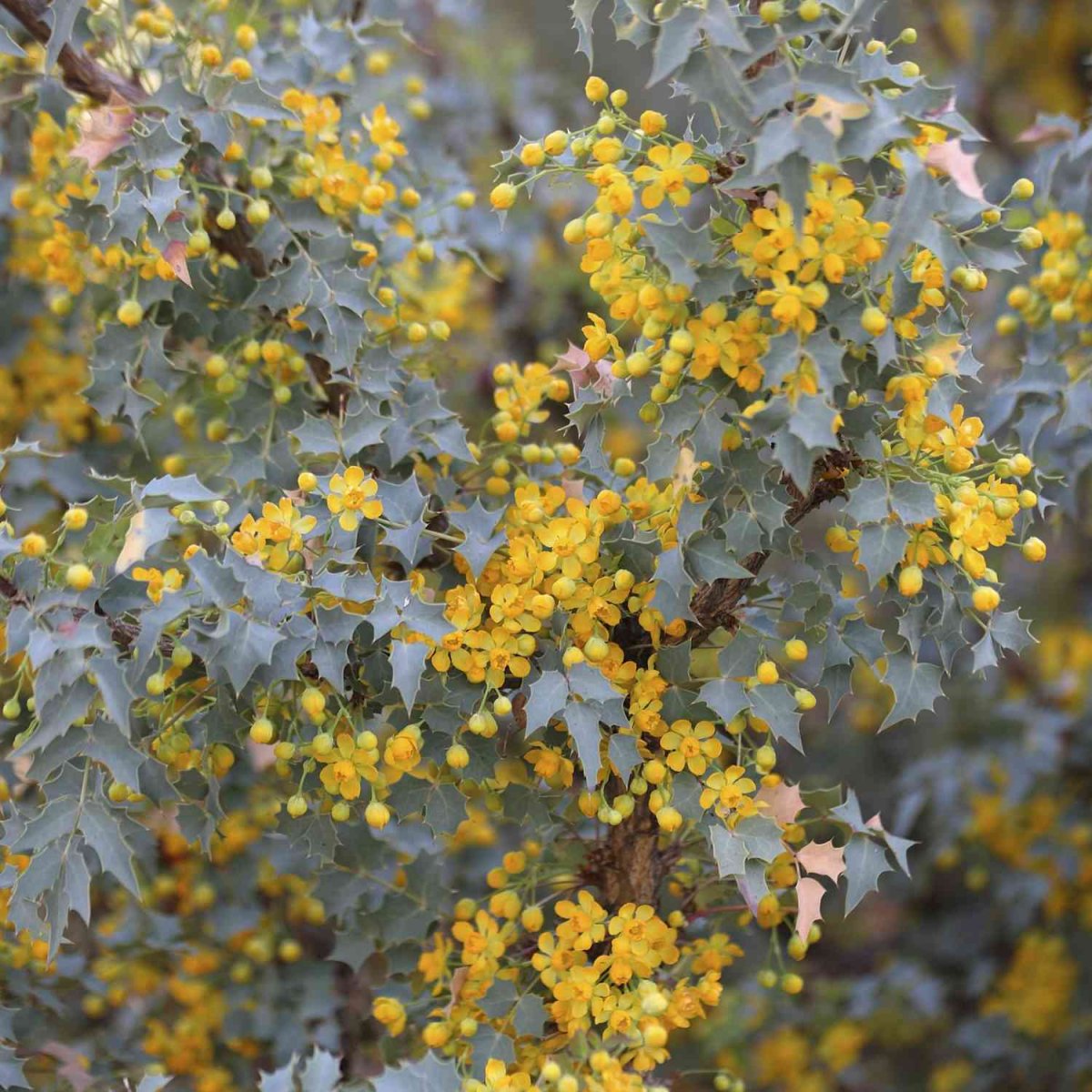 Магония Фремонти (Mahonia fremontii)