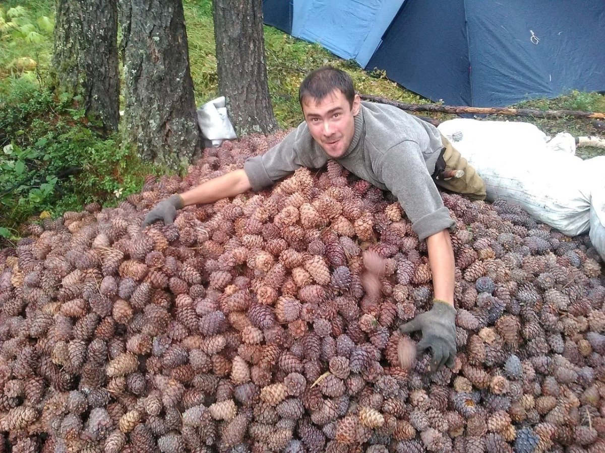 Шишкарь кедролаз