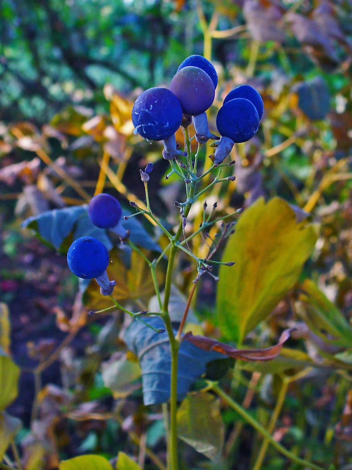 Caulophyllum thalictroides d4