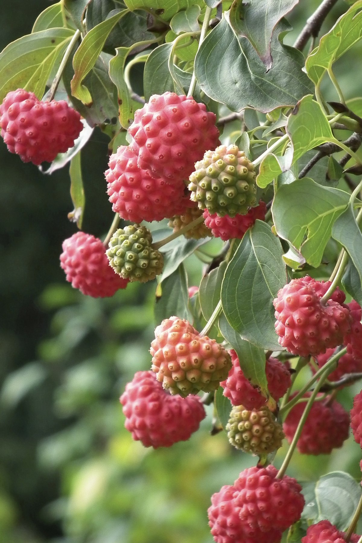 Cornus ягода