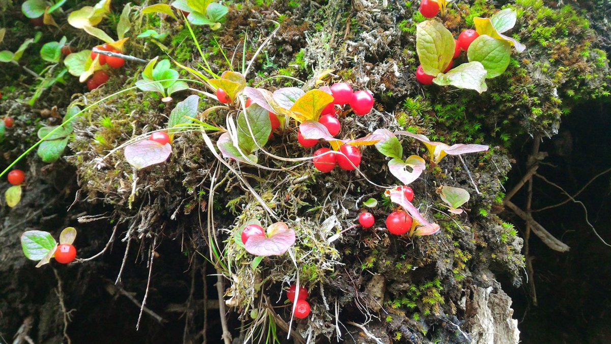 Vaccinium Praestans