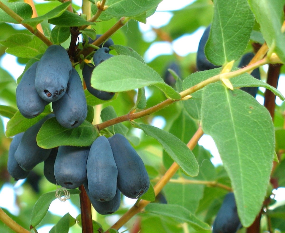 Lonicera caerulea (жимолость синяя, голубая)