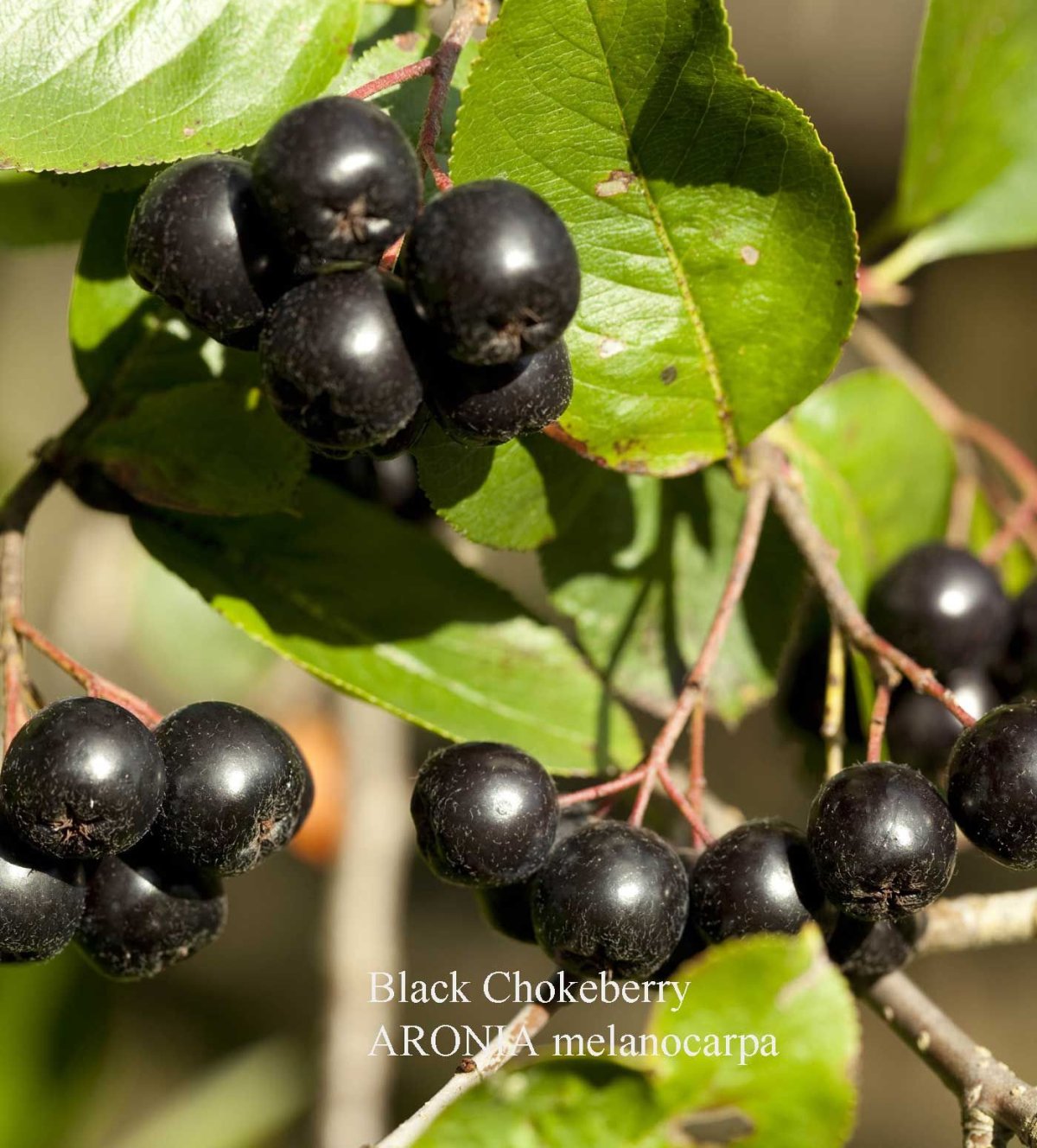 Арония черноплодная (Aronia melanocarpa)