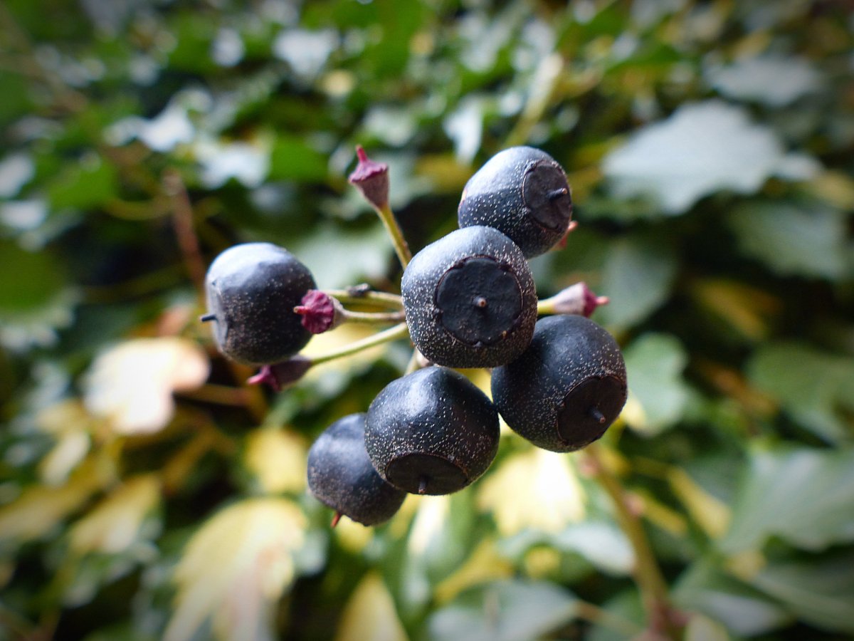 Hedera Berry