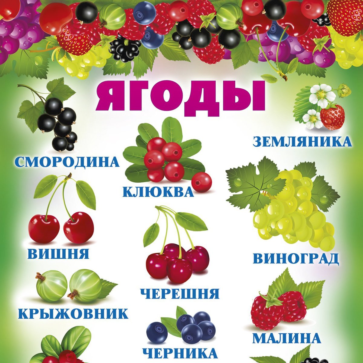 Ягоды с названиями для детей