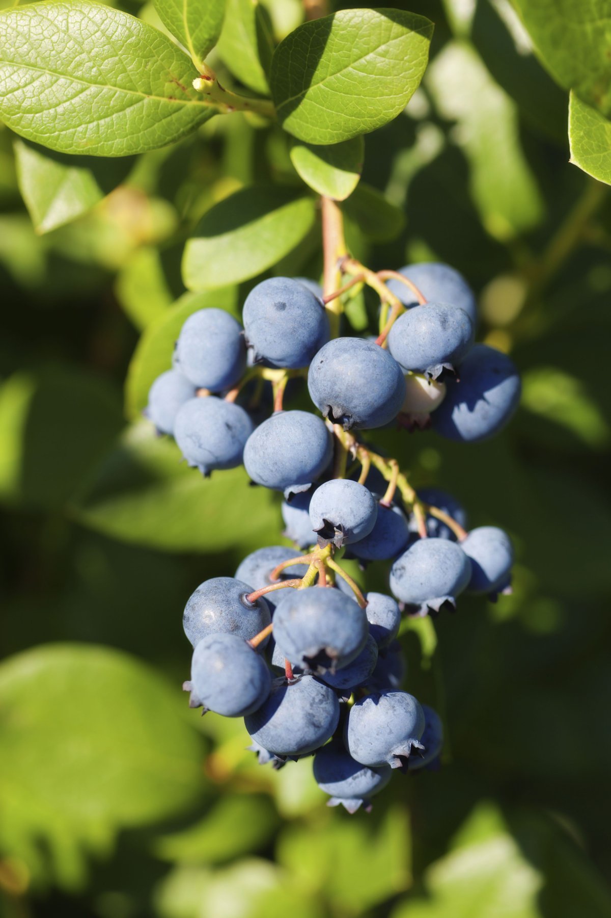 Blueberry Bush
