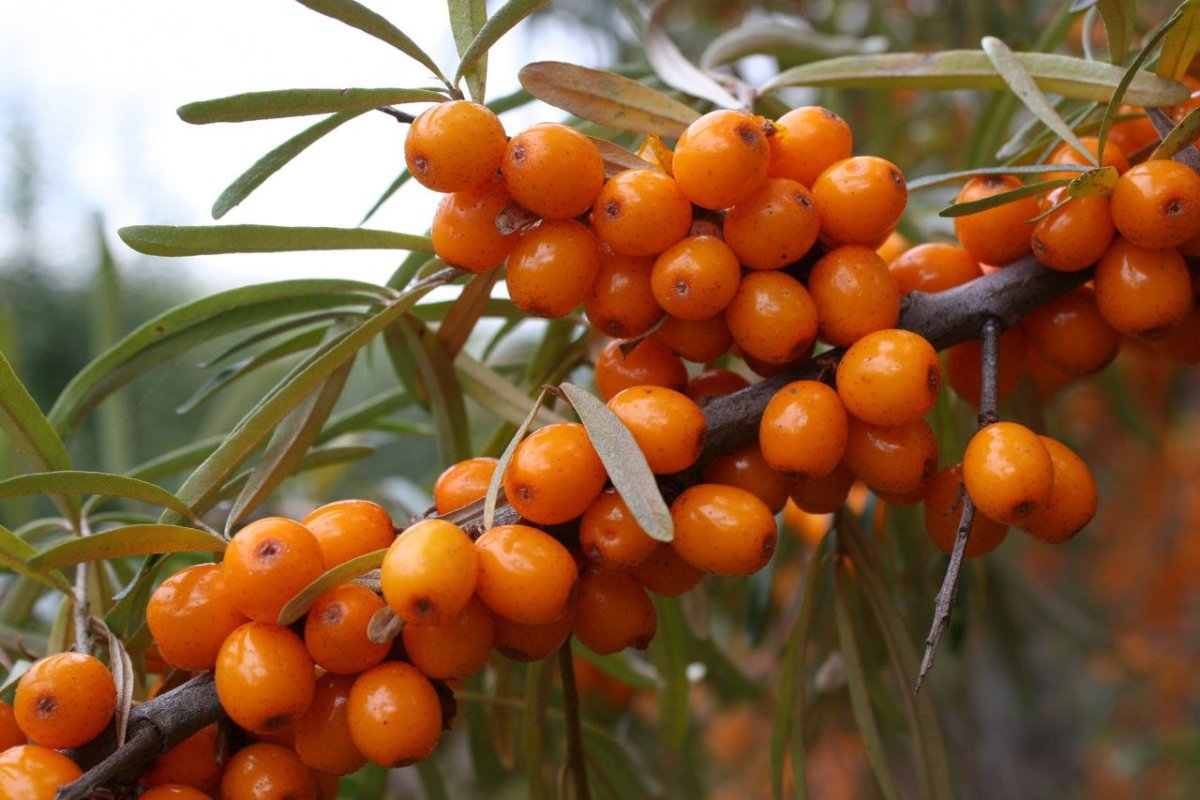 Облепиха Hippophae