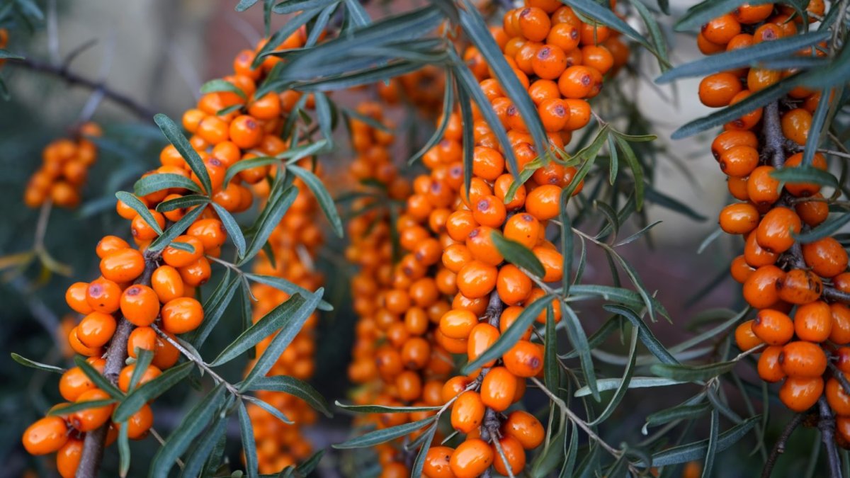 Облепиха крушиновидная (Hippophae rhamnoides)