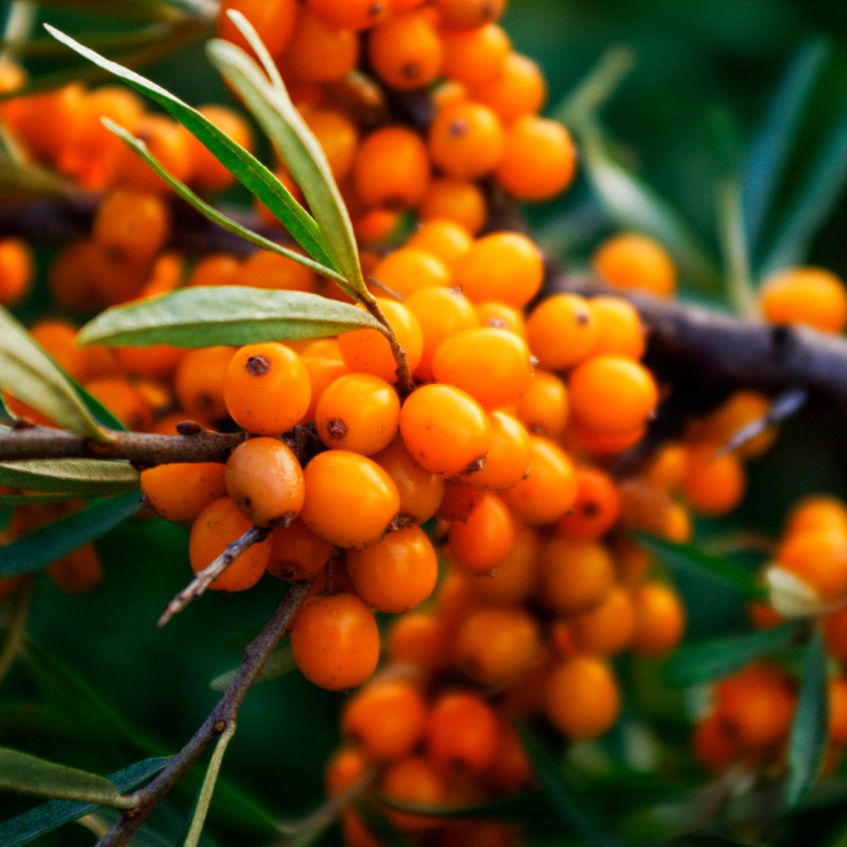 Облепиха Hippophae