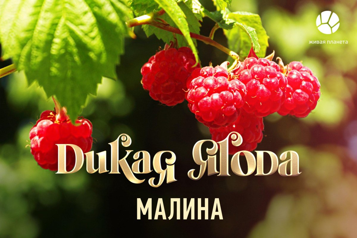 Дикие ягоды