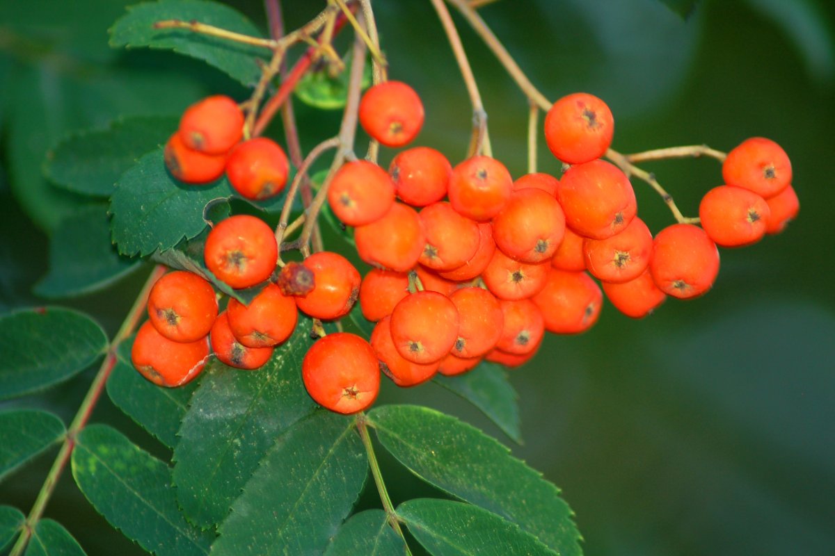 Sorbus Americana