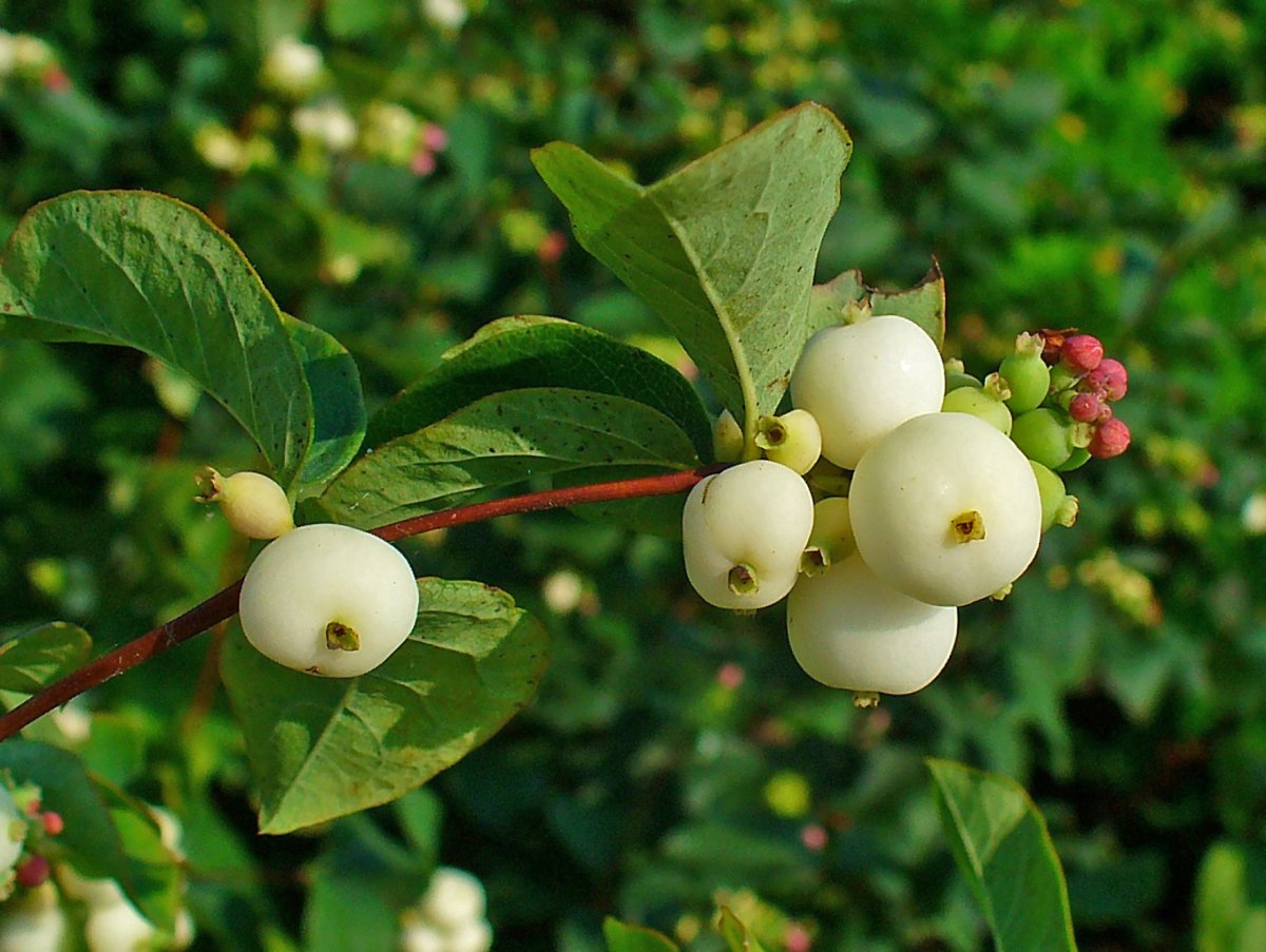 Снежноягодник белый Symphoricarpos Albus