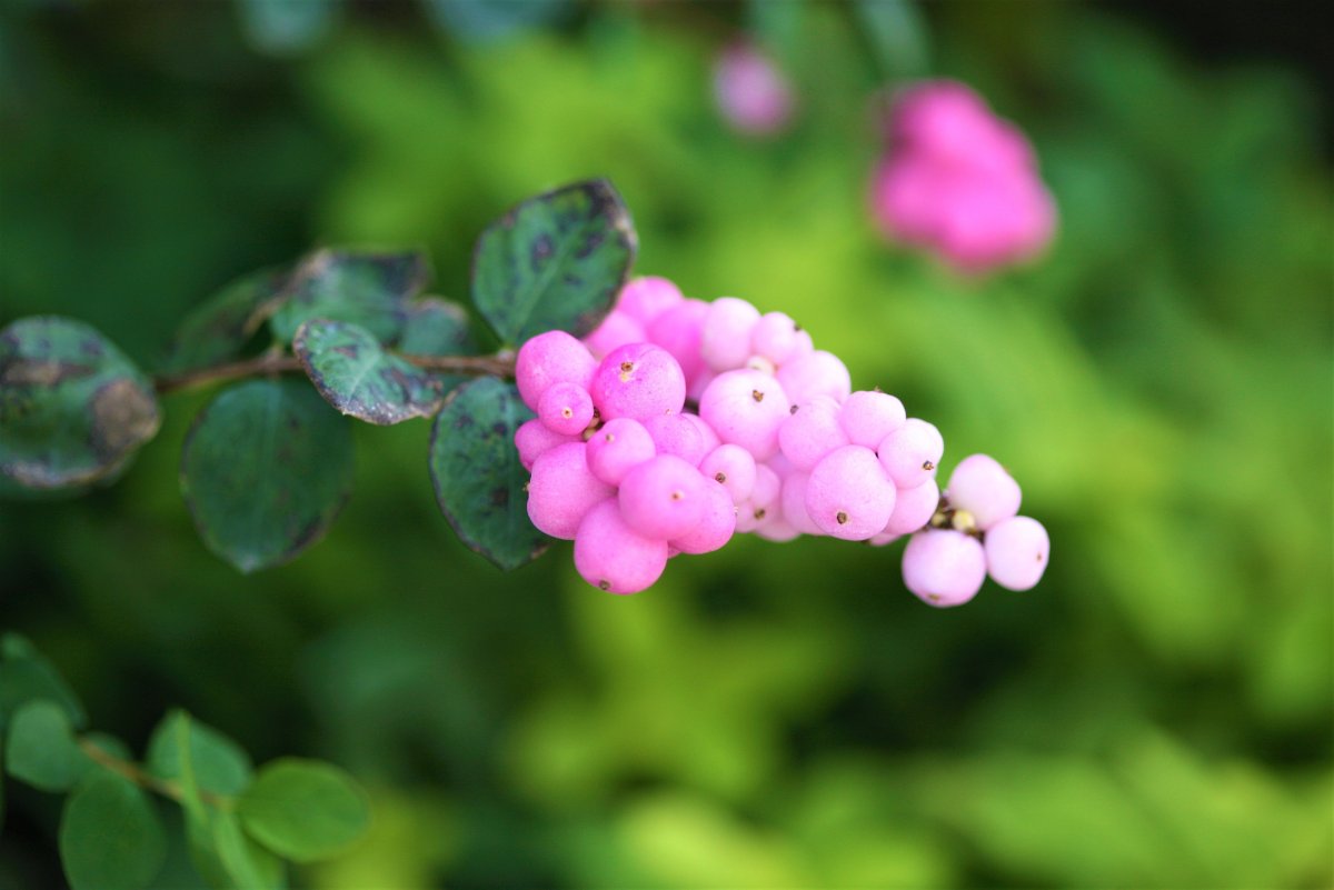 Symphoricarpos в срезке
