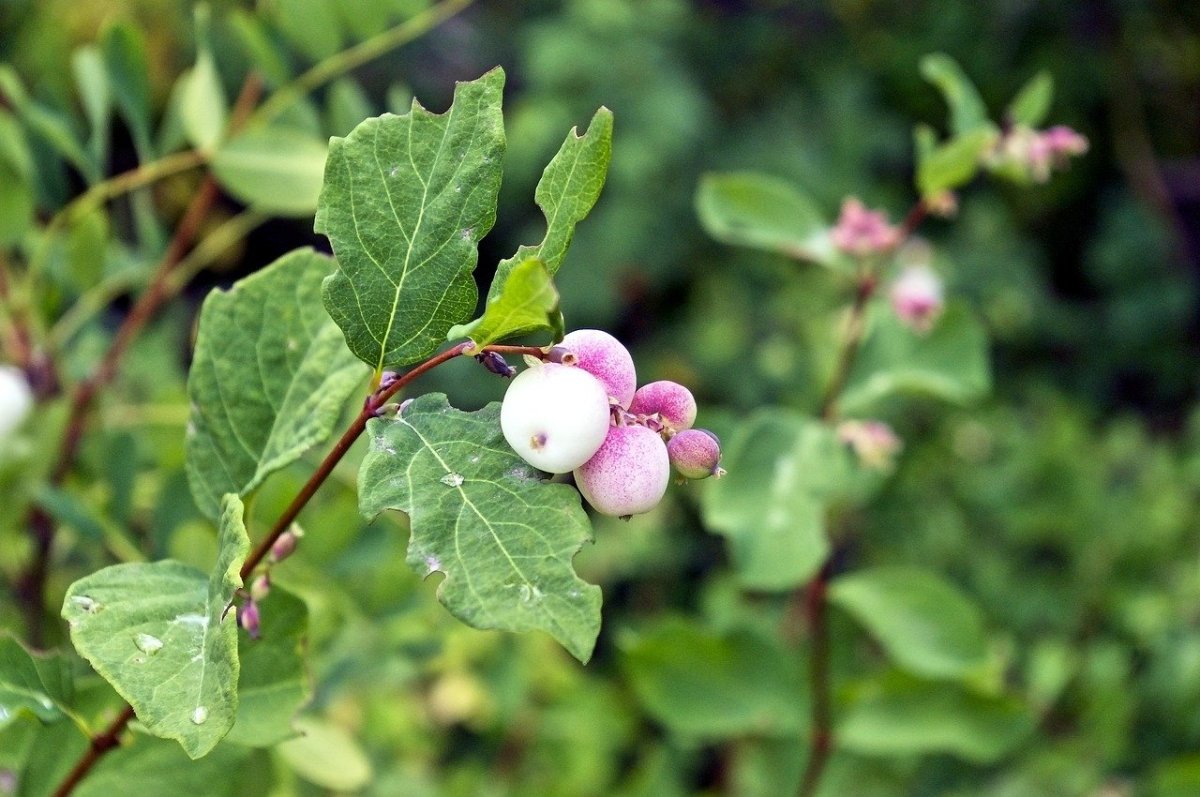 Whiteberry ягода
