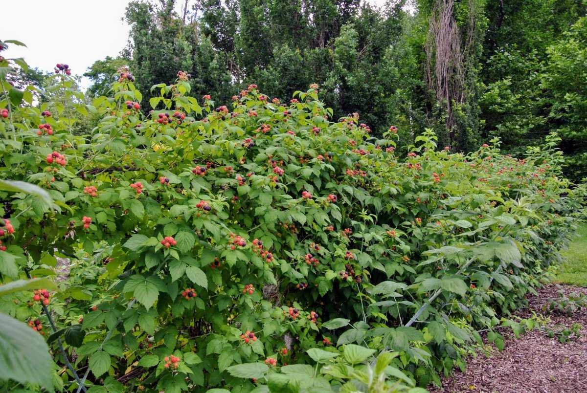 Raspberry Bushes