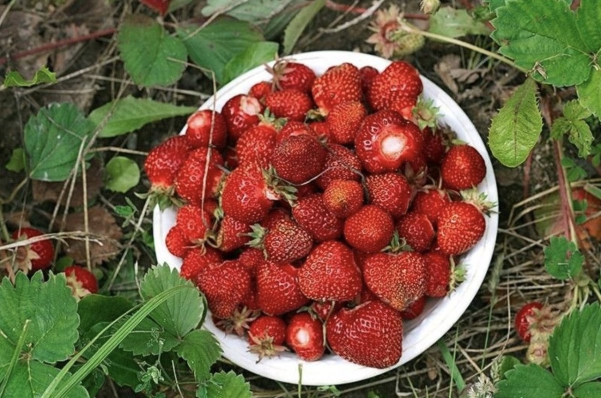 Дачная клубника