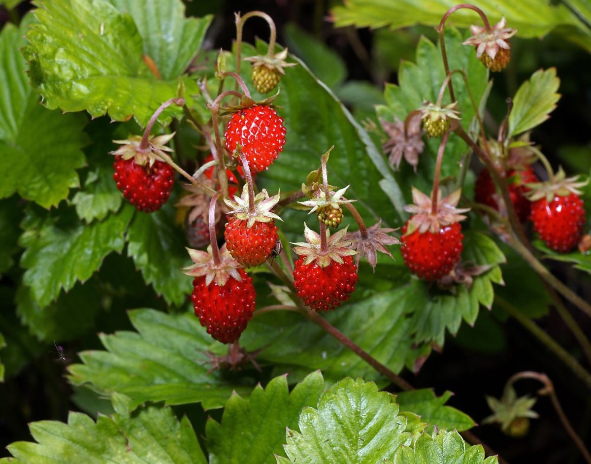 Земляника Лесная (Fragaria vesca)
