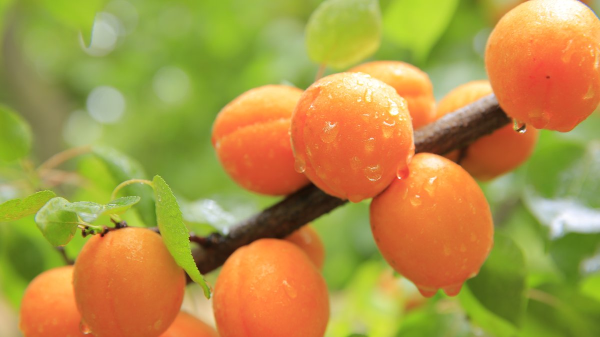 Абрикос обыкновенный (а. vulgaris lam.).