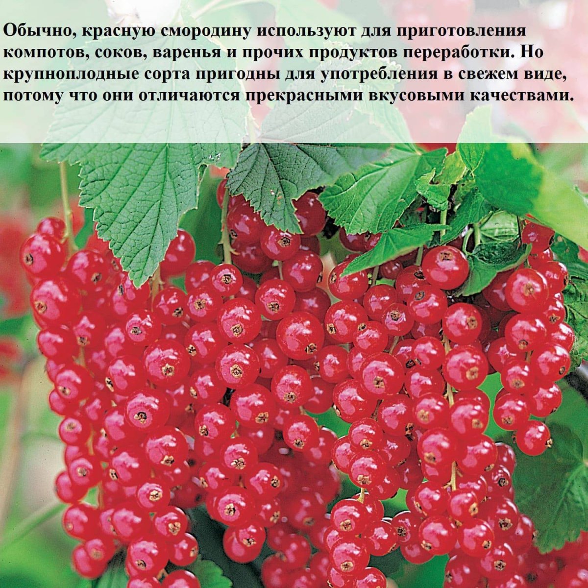Смородина красная крупноплодная