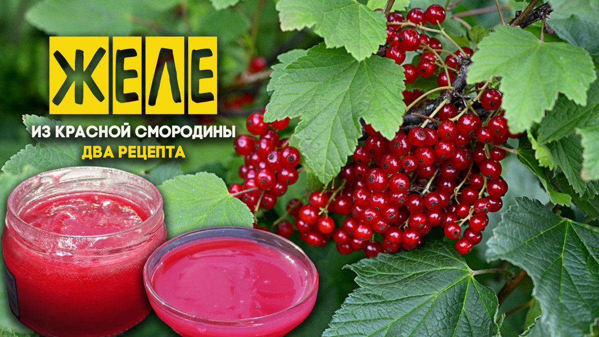 Красная смородина много