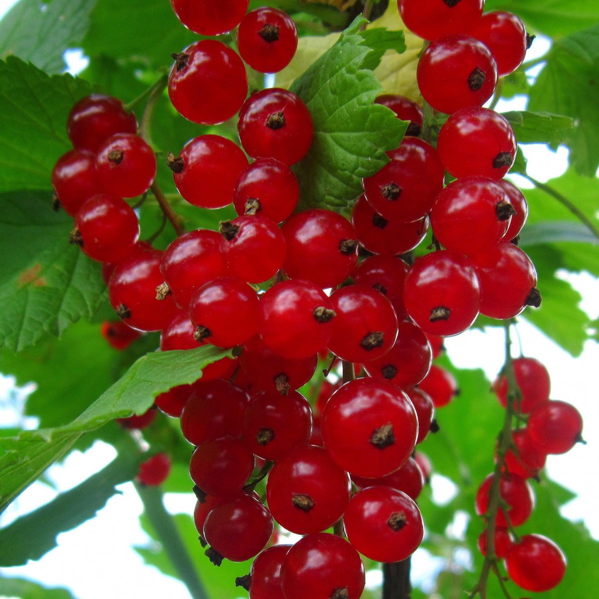 Смородина красная - ribes rubrum