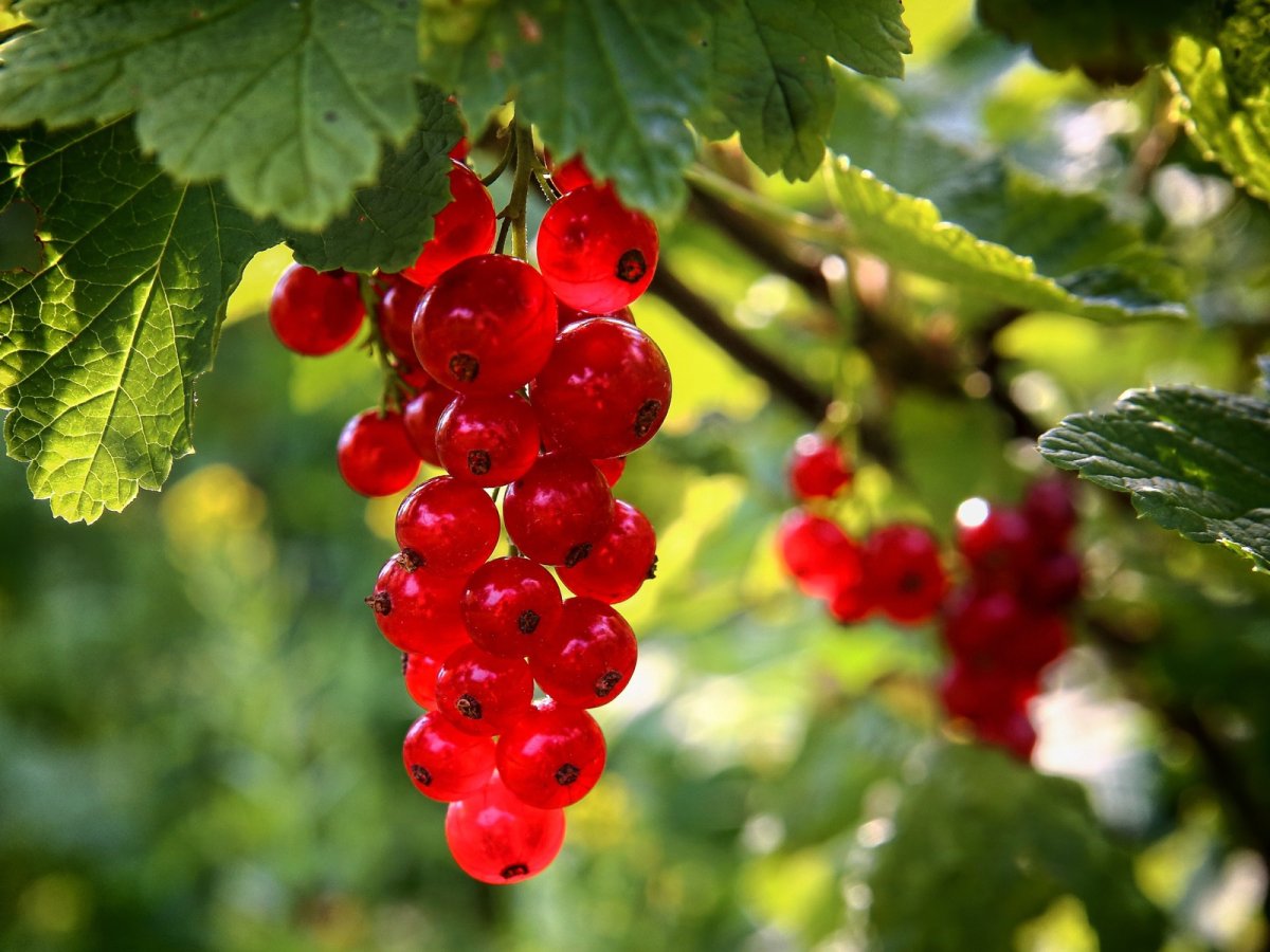 Смородина красная ribes rubrum "сахарная"
