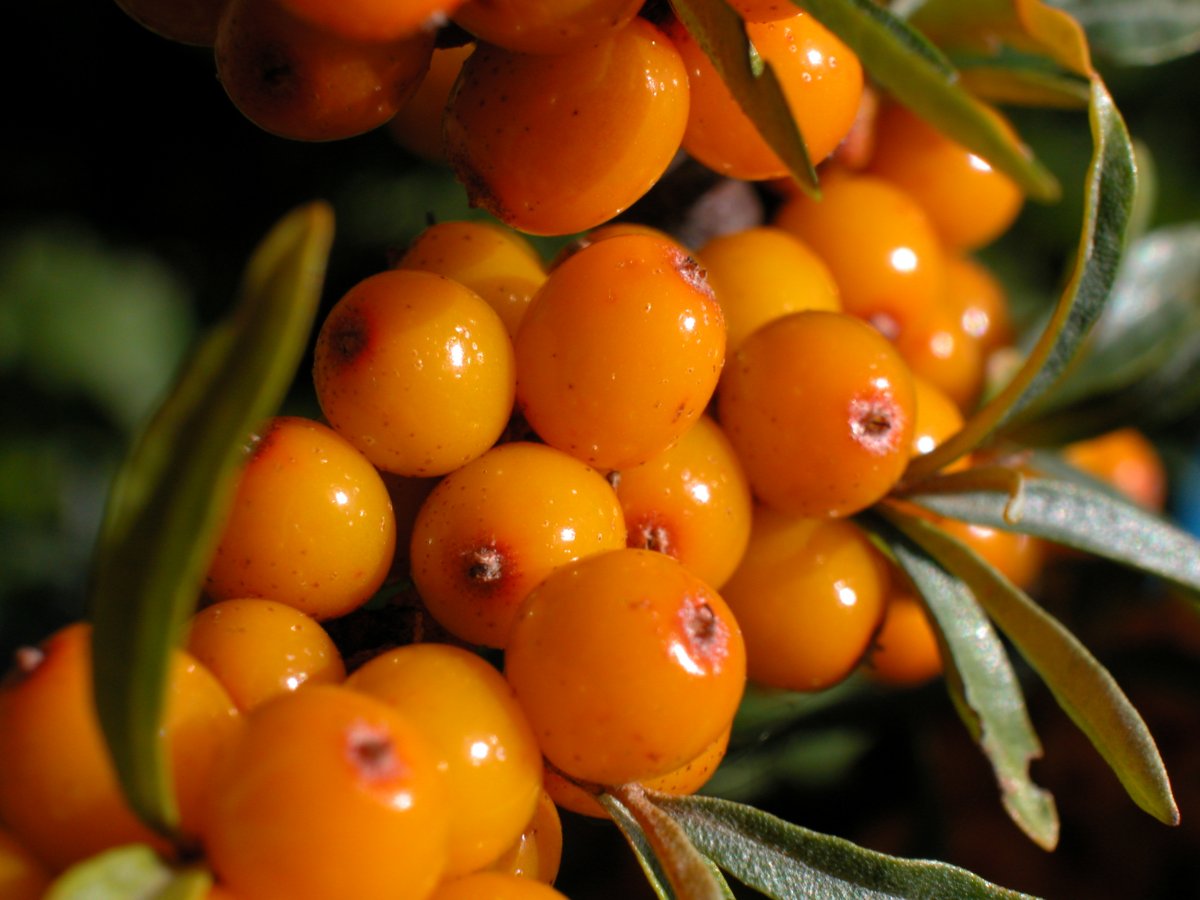 Облепиха Hippophae