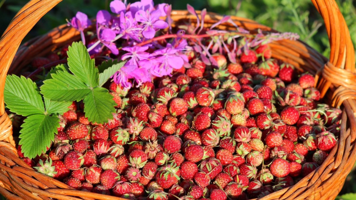 Лесная клубника и земляника