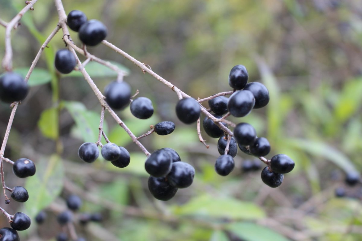 Черные маленькие ягоды в лесу