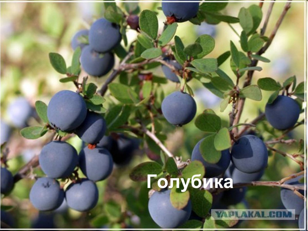 Забайкальская ягода голубика