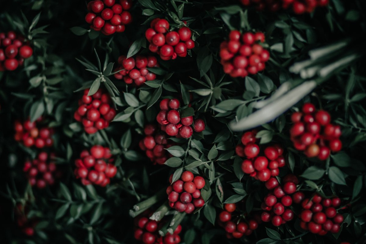 1800x2400 обои Berries