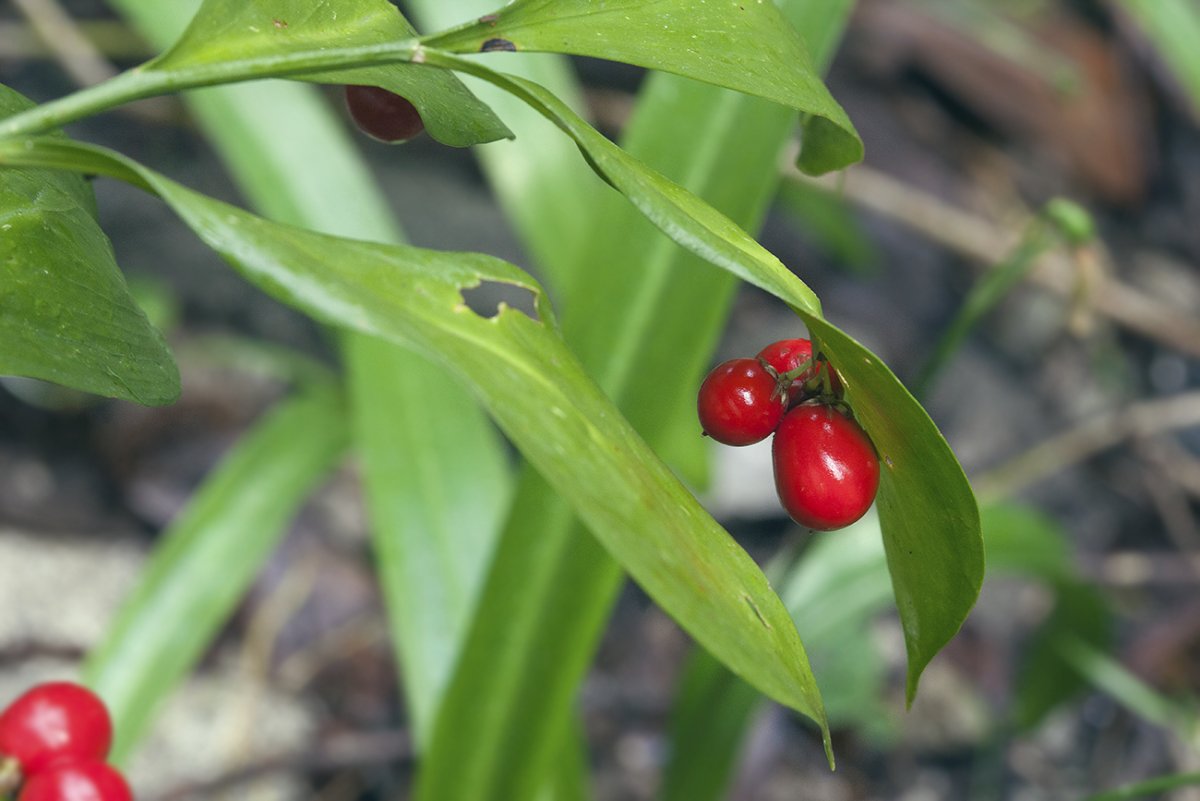 Иглица Колхидская Ruscus colchicus
