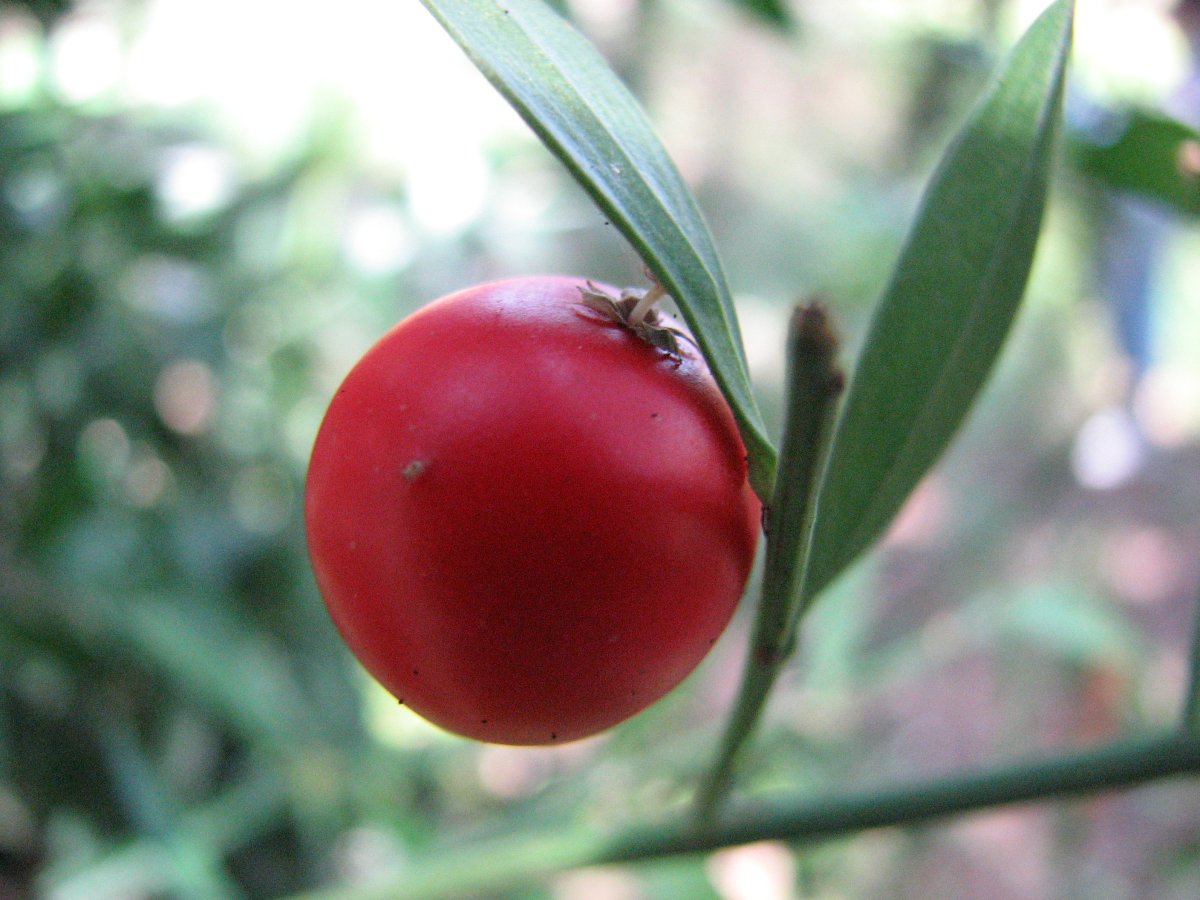 Иглица Колхидская Ruscus colchicus