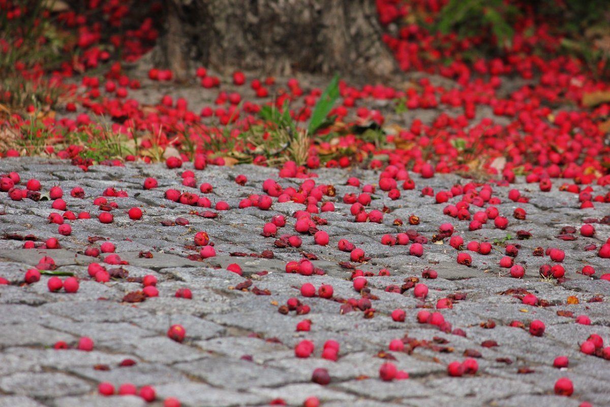Down Flower