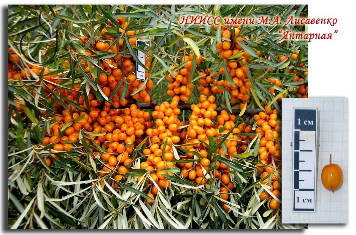 Облепиха Hippophae Янтарная