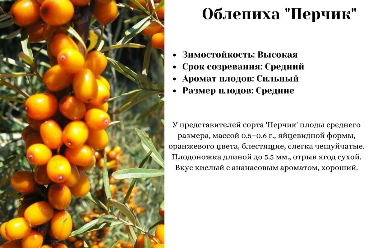 Облепиха августа