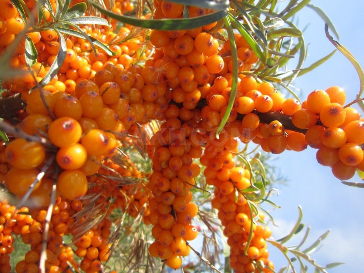 Облепиха (Hippophae) дерево