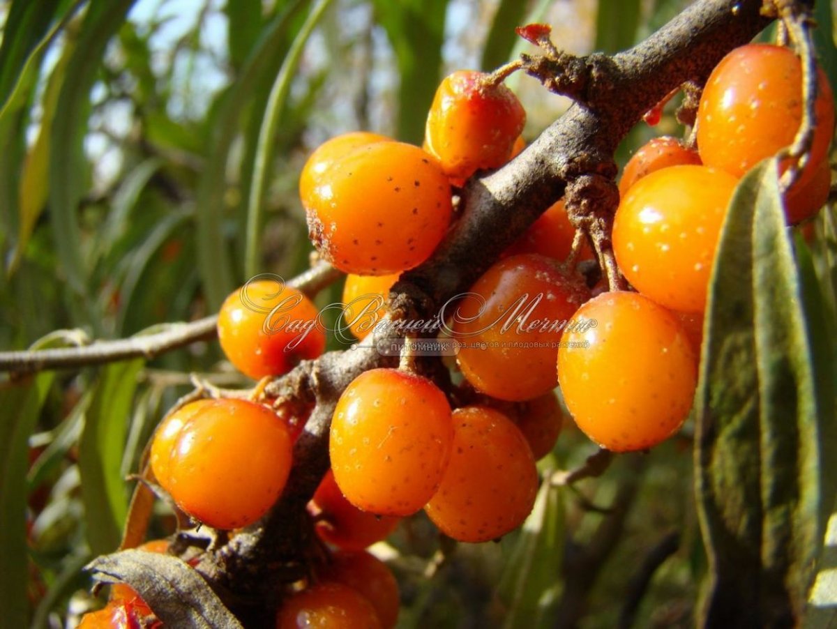 Облепиха Hippophae Янтарная