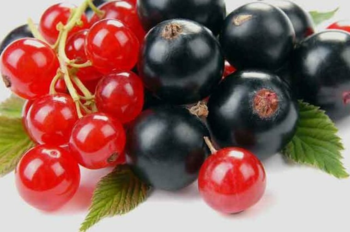 Черная и красная смородина