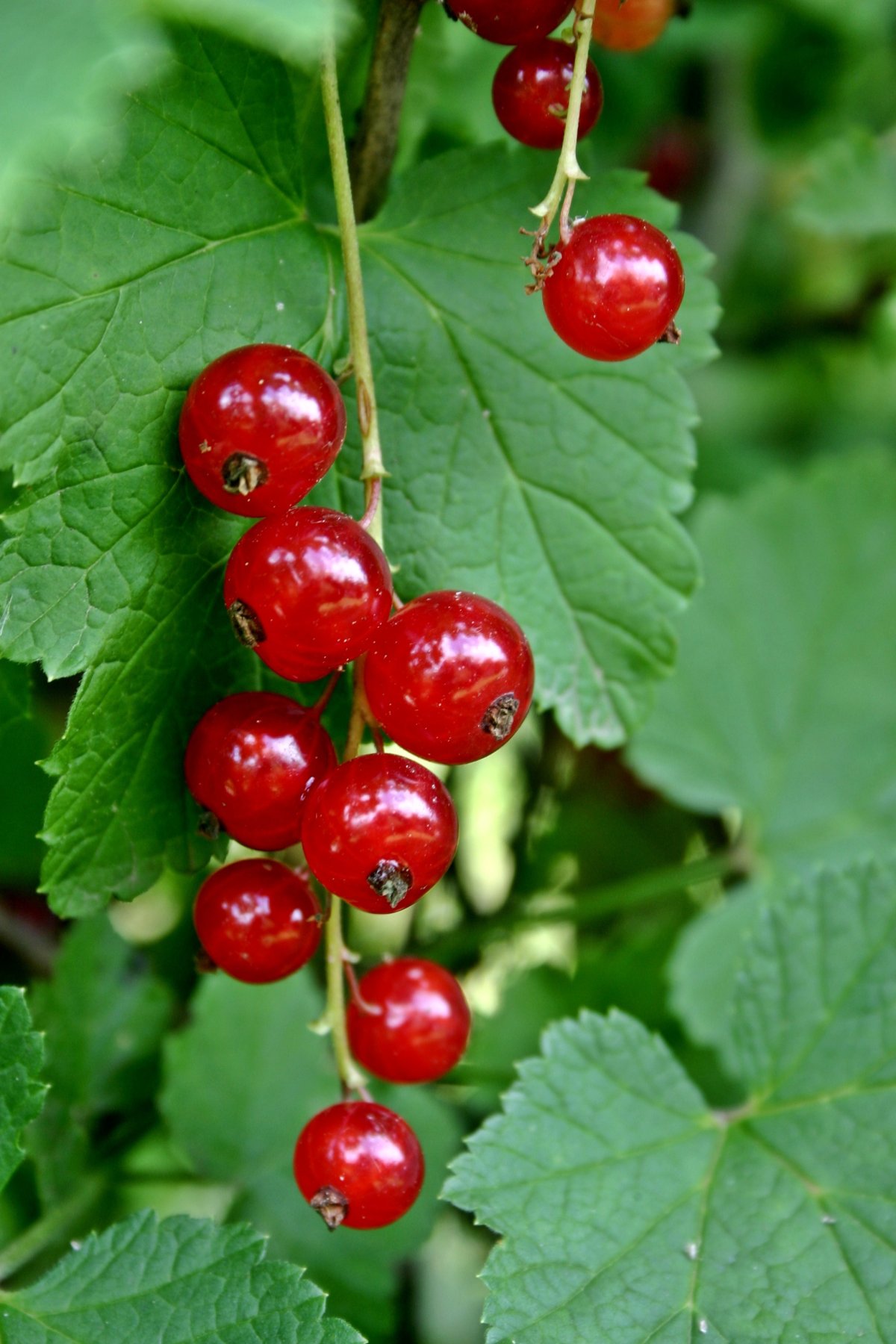 Смородина красная - ribes rubrum