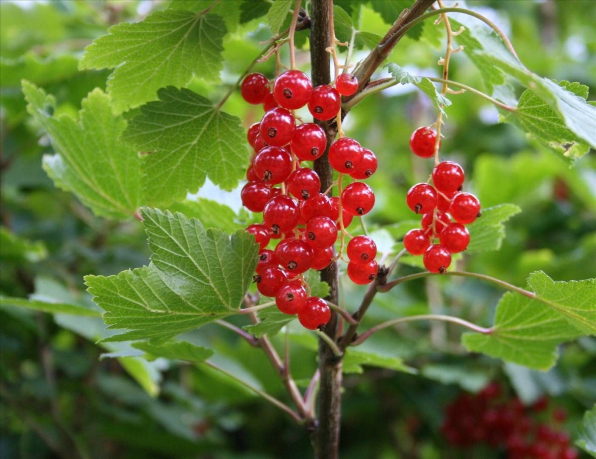 Смородина красная - ribes rubrum