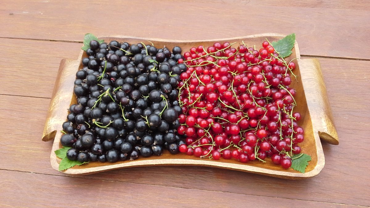 Красная смородина и черная смородина