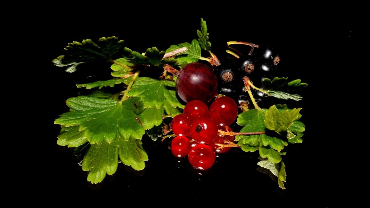 Красная, черная смородина и крыжовник
